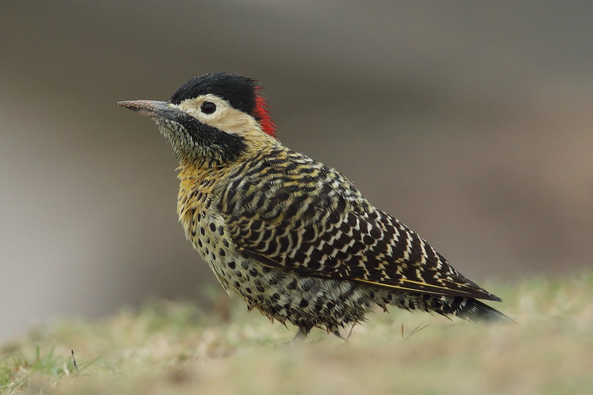 Green-barred Woodpecker - ML159783341