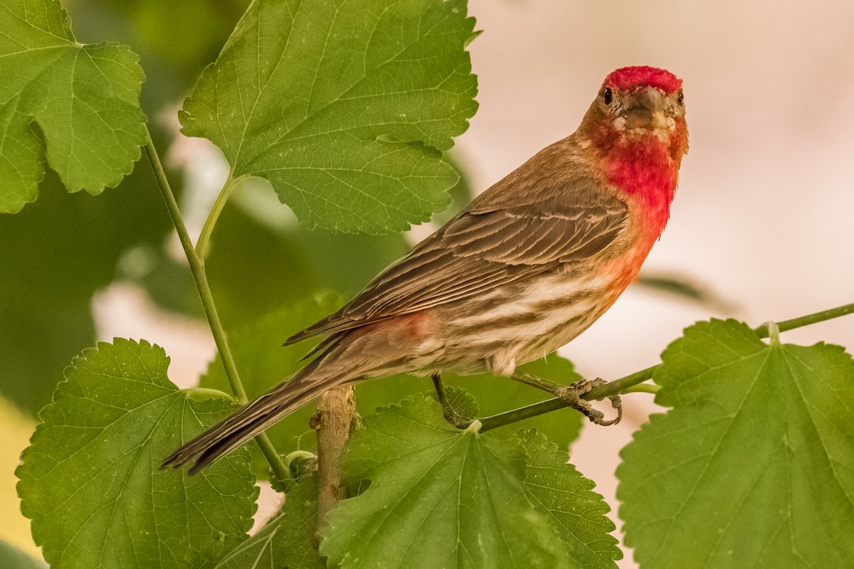 House Finch - Tom Ringold