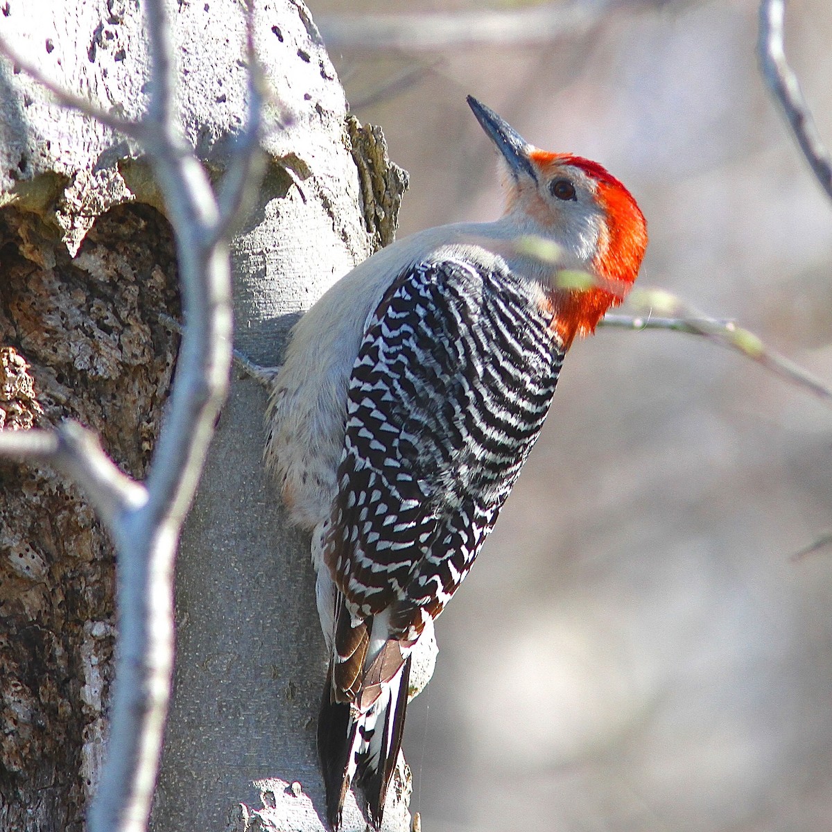 Red-bellied Woodpecker - Phil Hyde