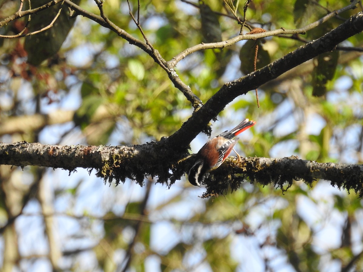 Red-tailed Minla - Ashwin Viswanathan
