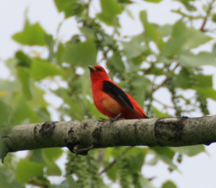 Scarlet Tanager - ML159789141