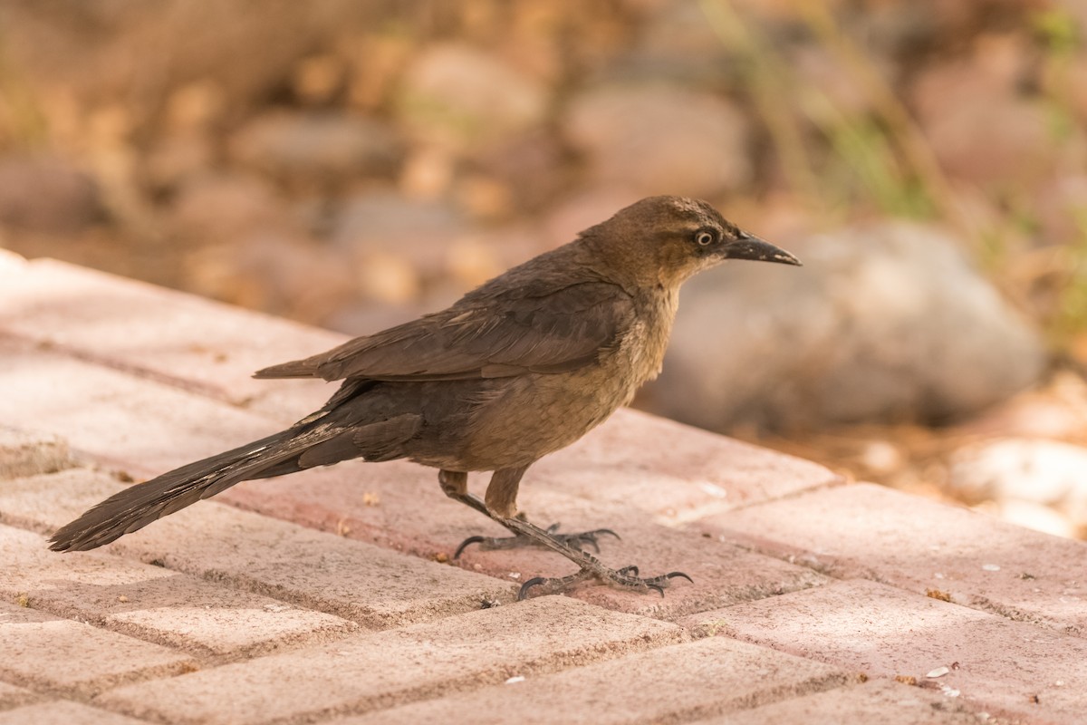 Great-tailed Grackle - ML159789691