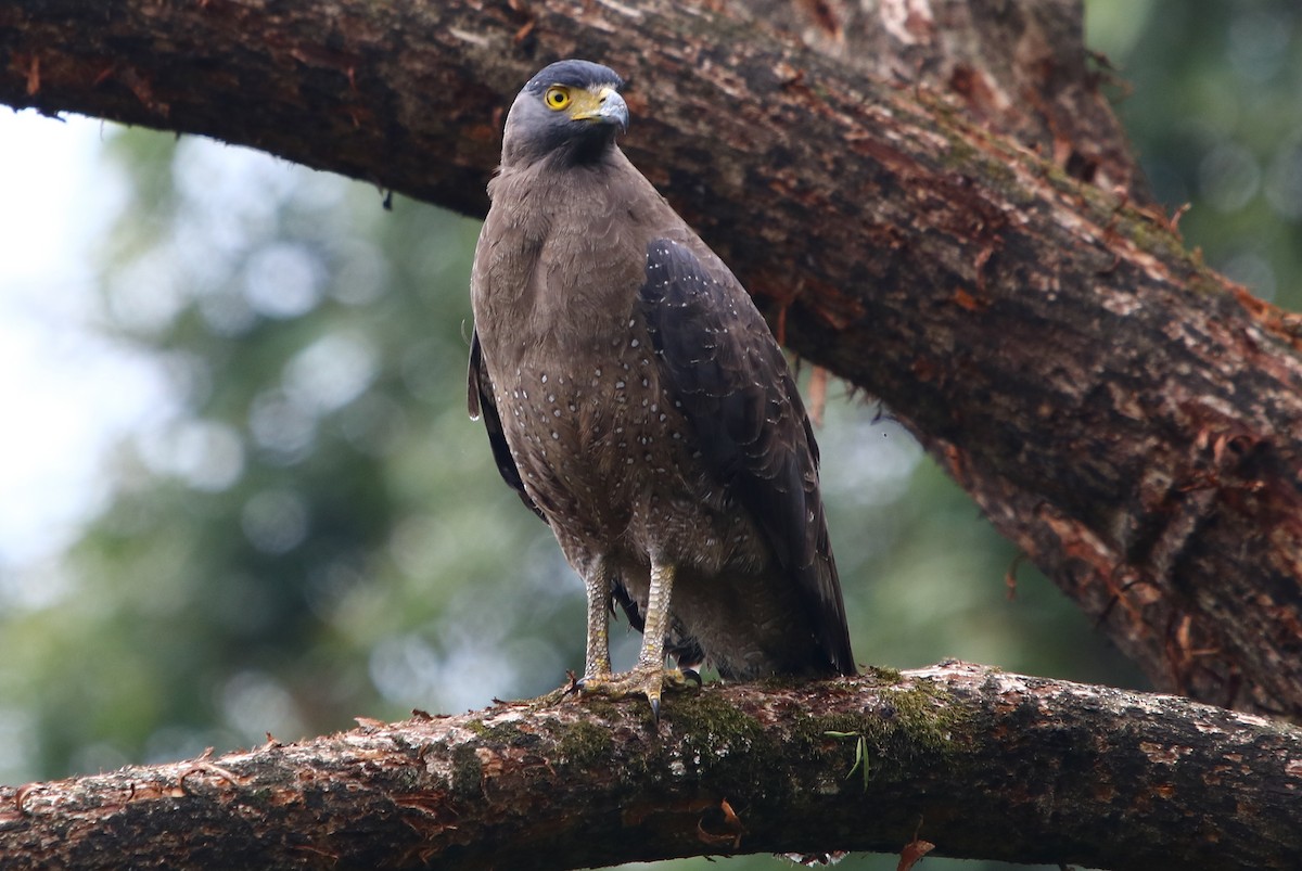 Crested Serpent-Eagle - ML159789701