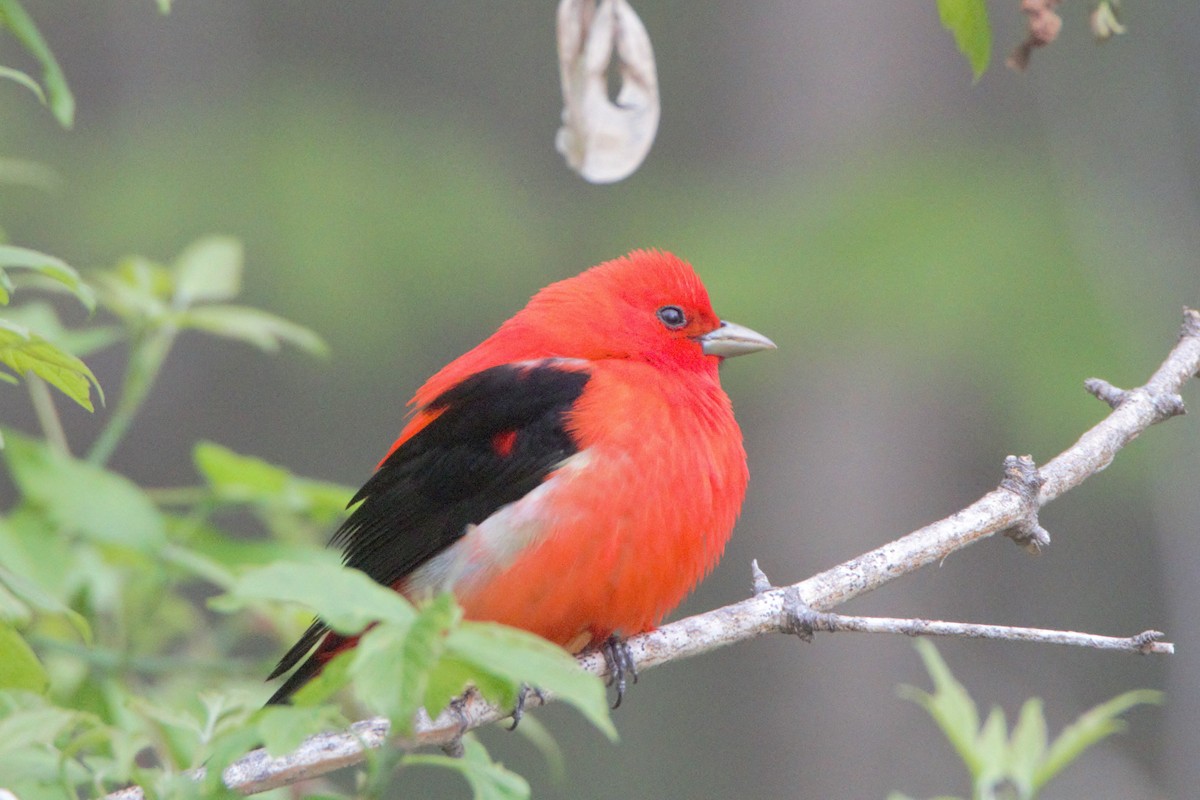 Scarlet Tanager - ML159792961
