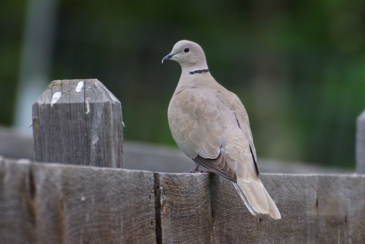 Eurasian Collared-Dove - Richard Trinkner