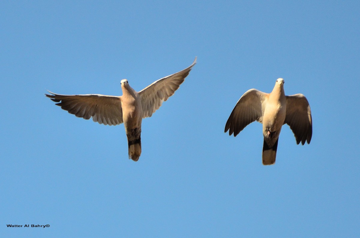Eurasian Collared-Dove - Watter AlBahry