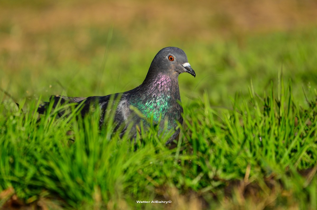 Rock Pigeon (Feral Pigeon) - ML159795481