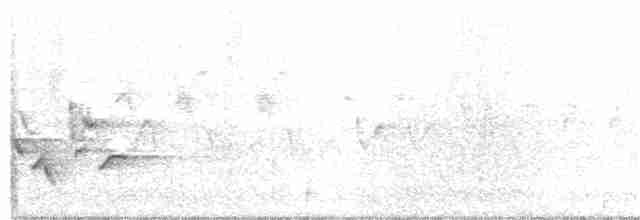 Каролинский крапивник - ML159795811