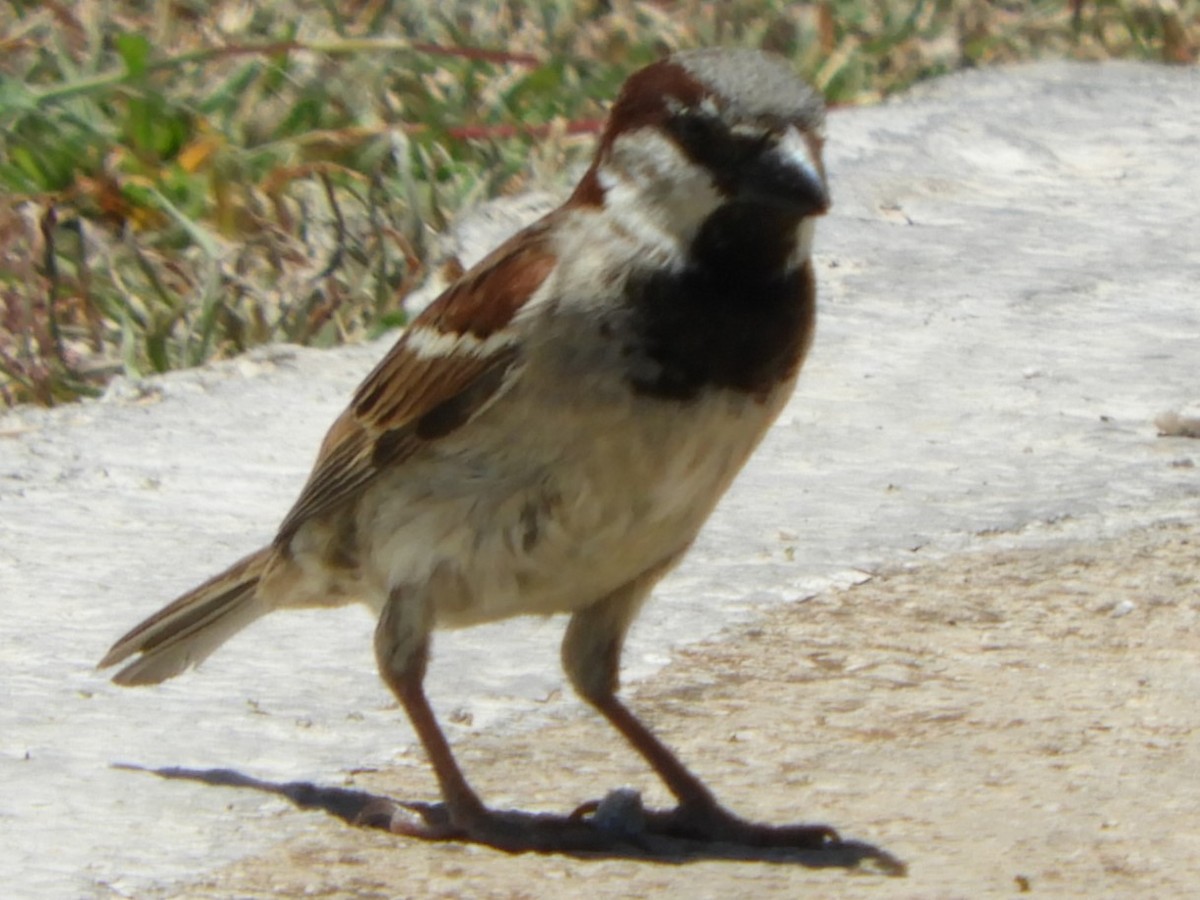 House Sparrow - ML159799111
