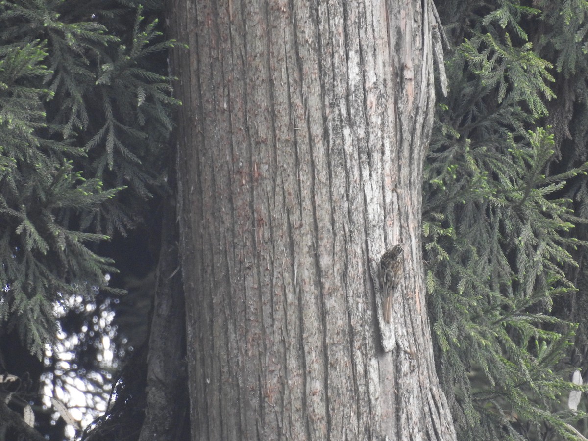 Sikkim Treecreeper - ML159800801