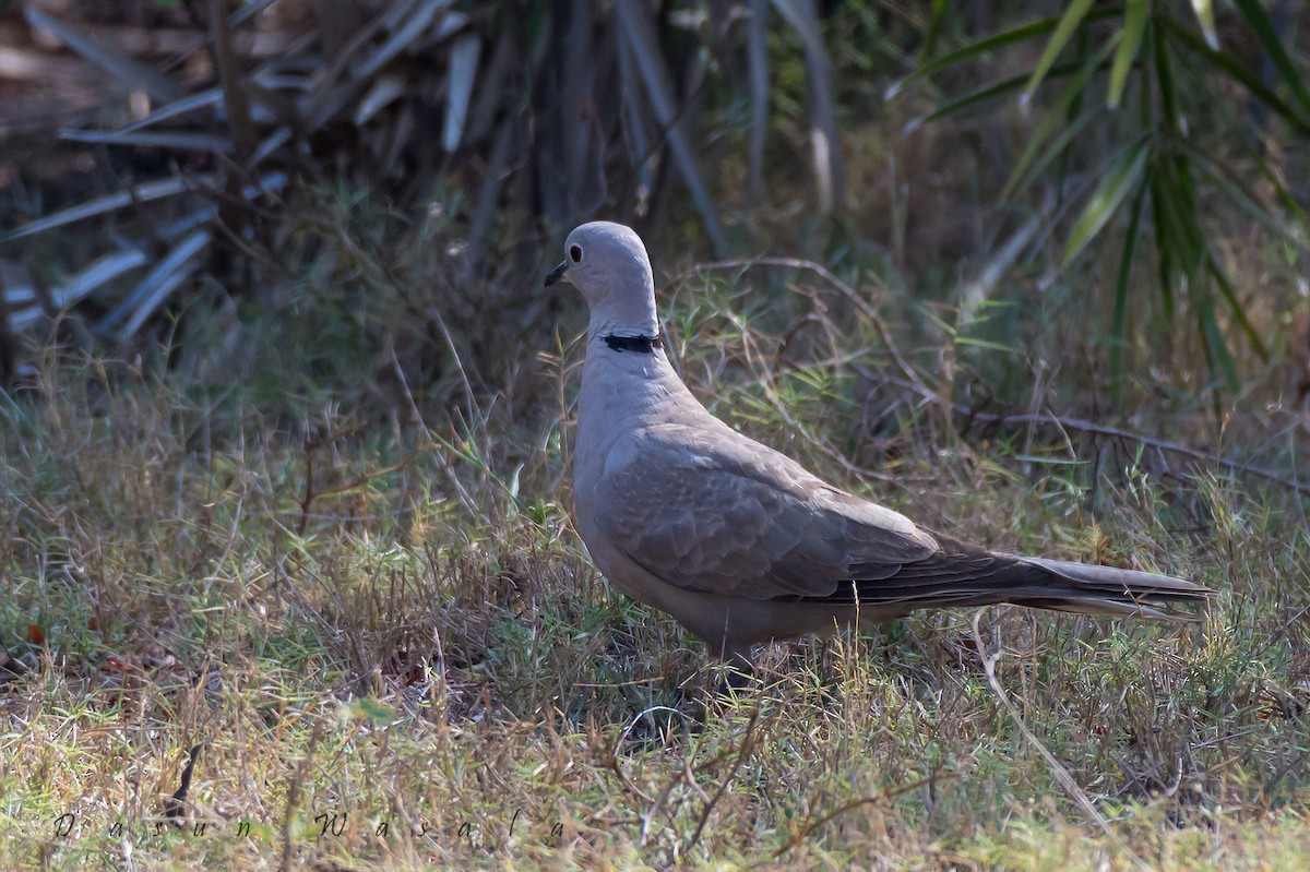 Eurasian Collared-Dove - Dasun Wasala
