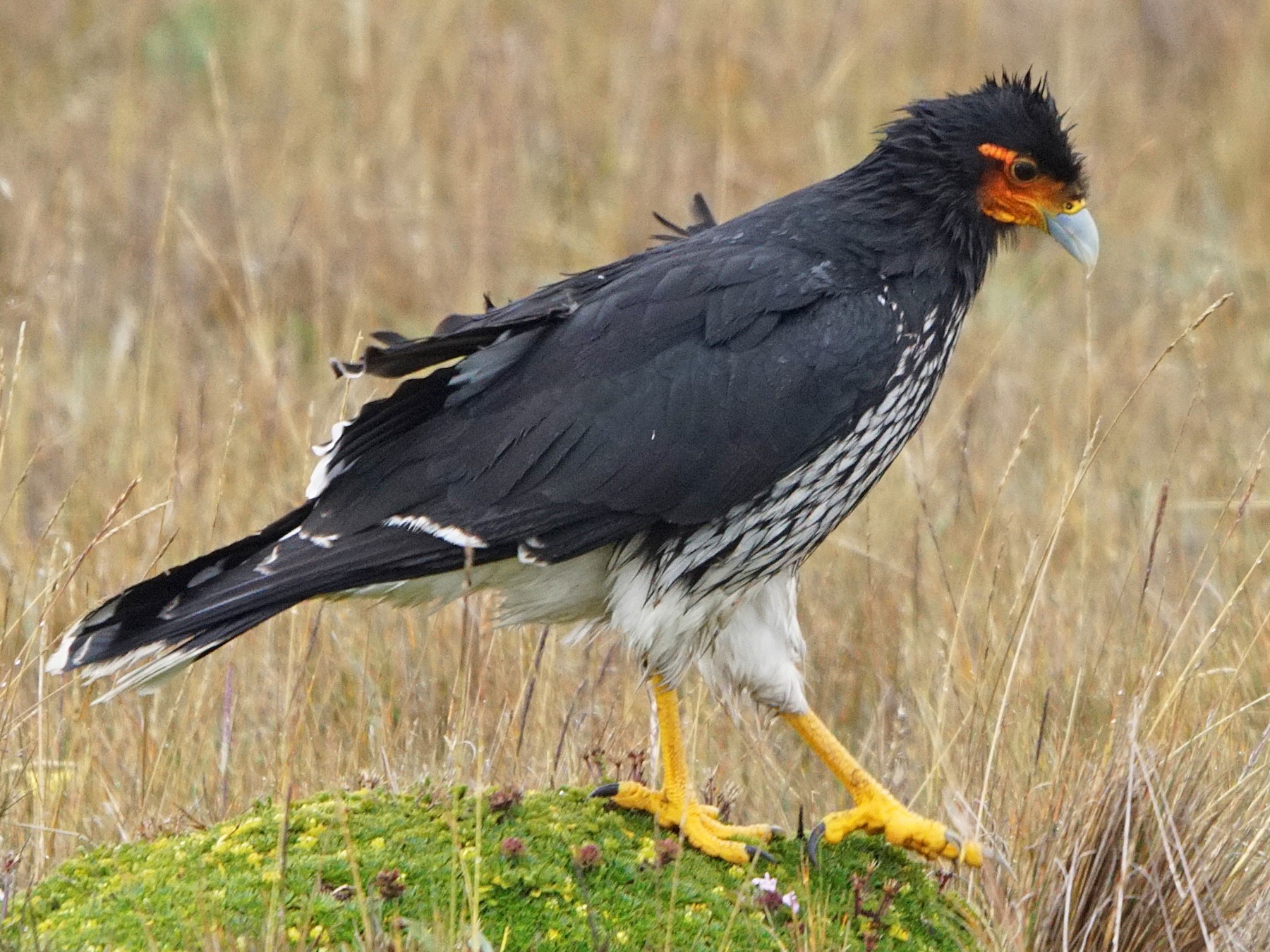 Carunculated Caracara - Michael Smith