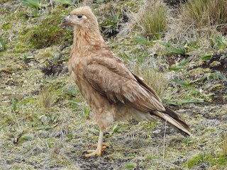Молодая птица - Daniel Aldana | Ornis Birding Expeditions - ML159803121