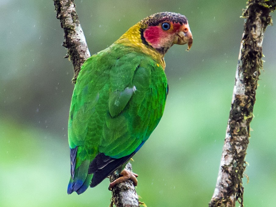 Rose-faced Parrot - Nick Athanas