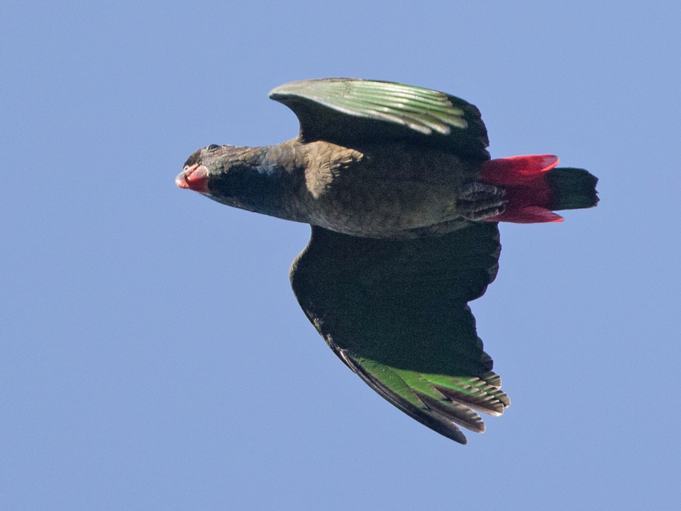 Red-billed Parrot - Cory Gregory