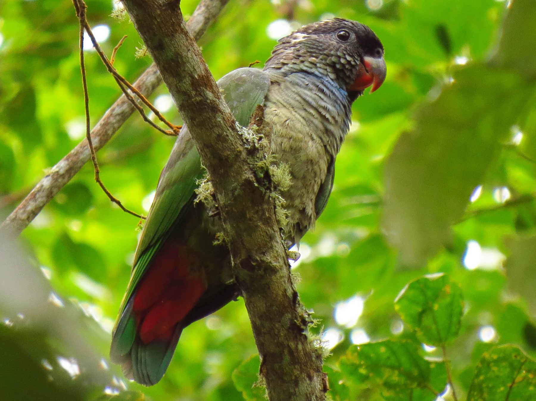 Red-billed Parrot - Jorge Muñoz García   CAQUETA BIRDING