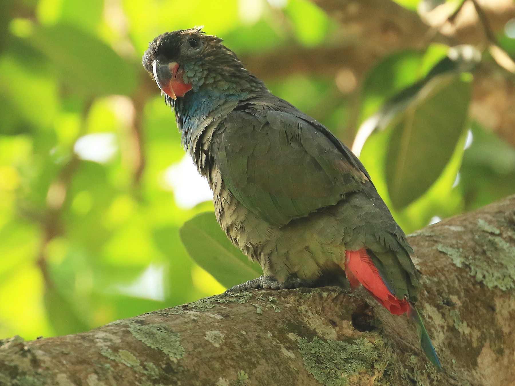 Red-billed Parrot - Tim Lenz
