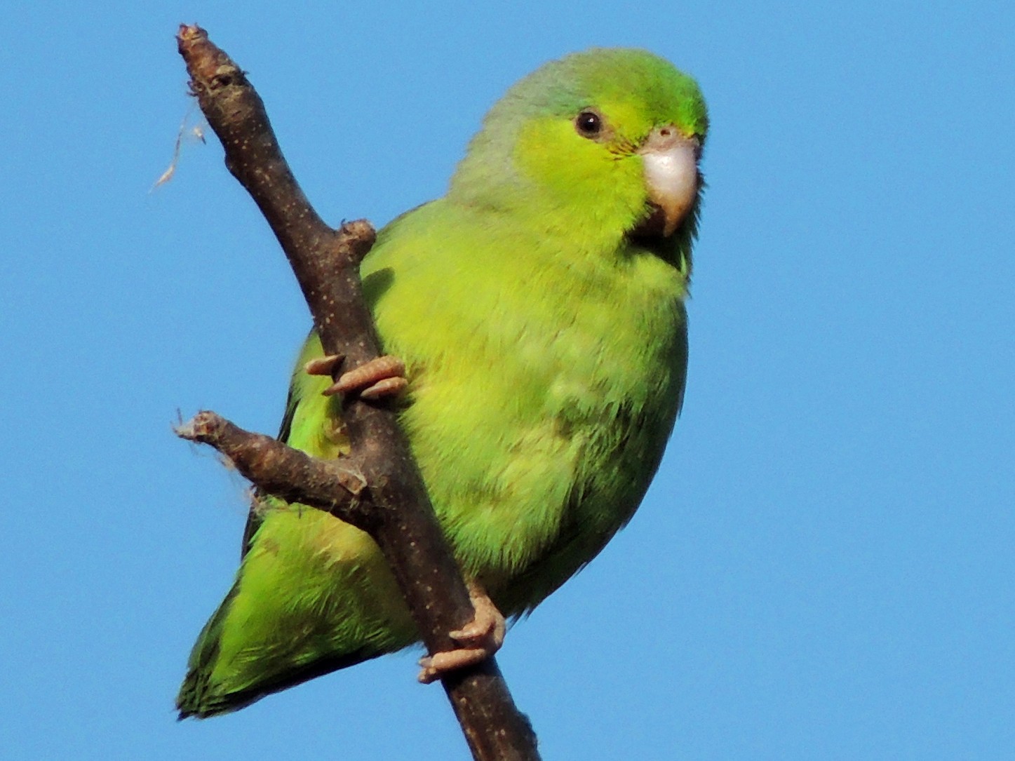 Green Pacific Parrotlet