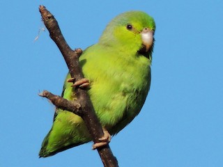  - Pacific Parrotlet