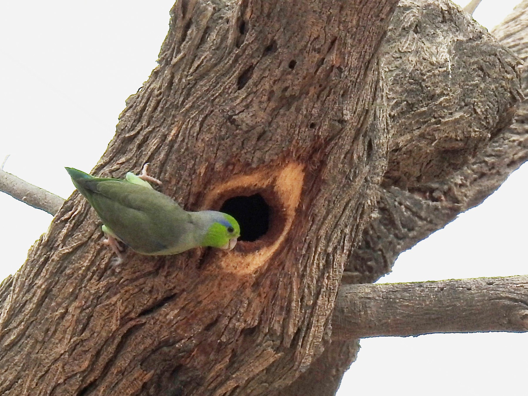 Pacific Parrotlet - Fernando Angulo - CORBIDI