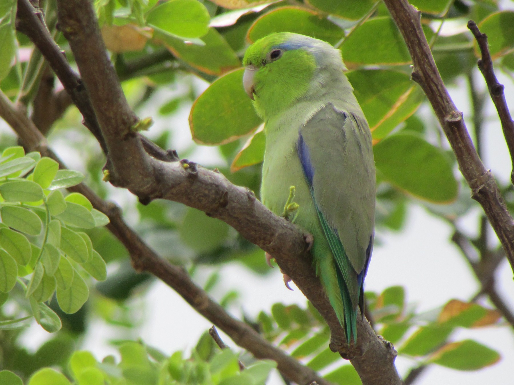 Pacific Parrotlet - Ariel Jiménez