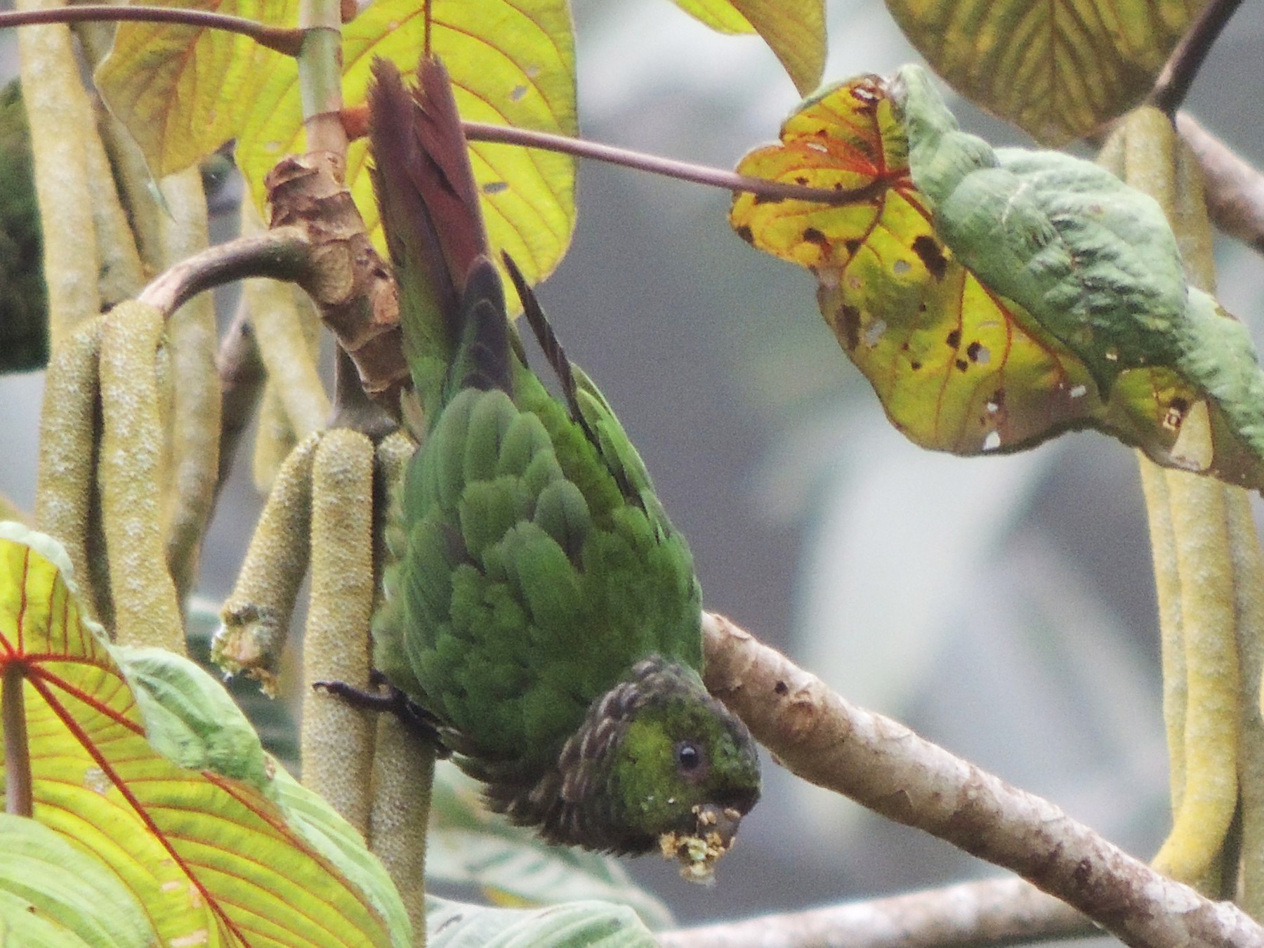 Maroon-tailed Parakeet - Ottavio Janni