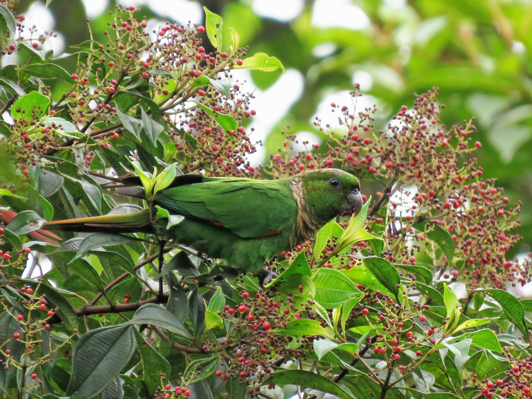 Maroon-tailed Parakeet - Iván Lau