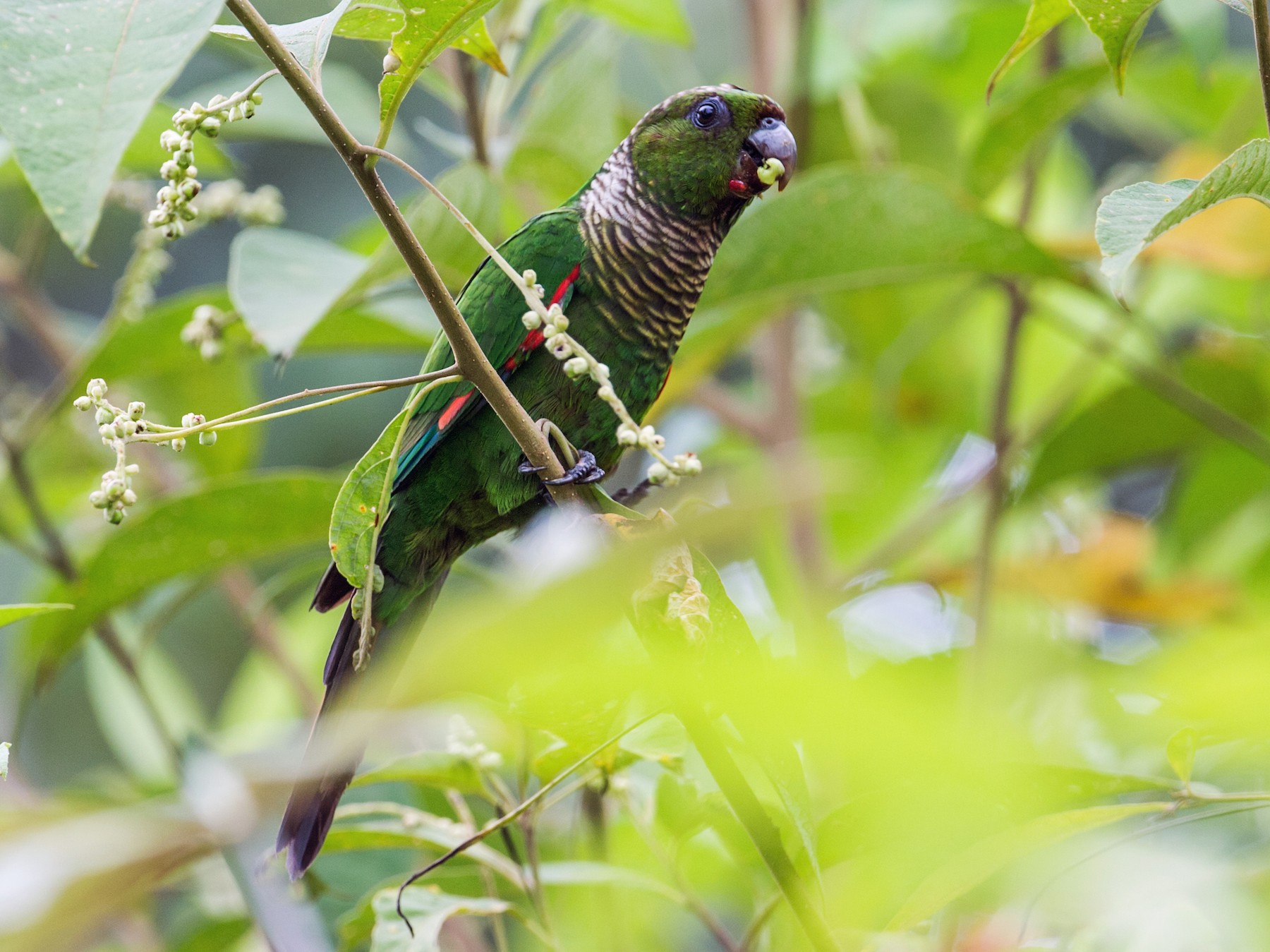 Maroon-tailed Parakeet - Nick Athanas