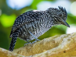  - Lined Antshrike