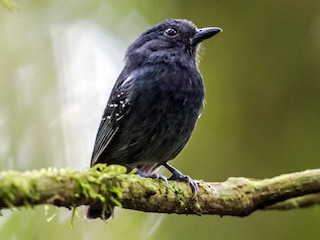  - White-streaked Antvireo (White-streaked)