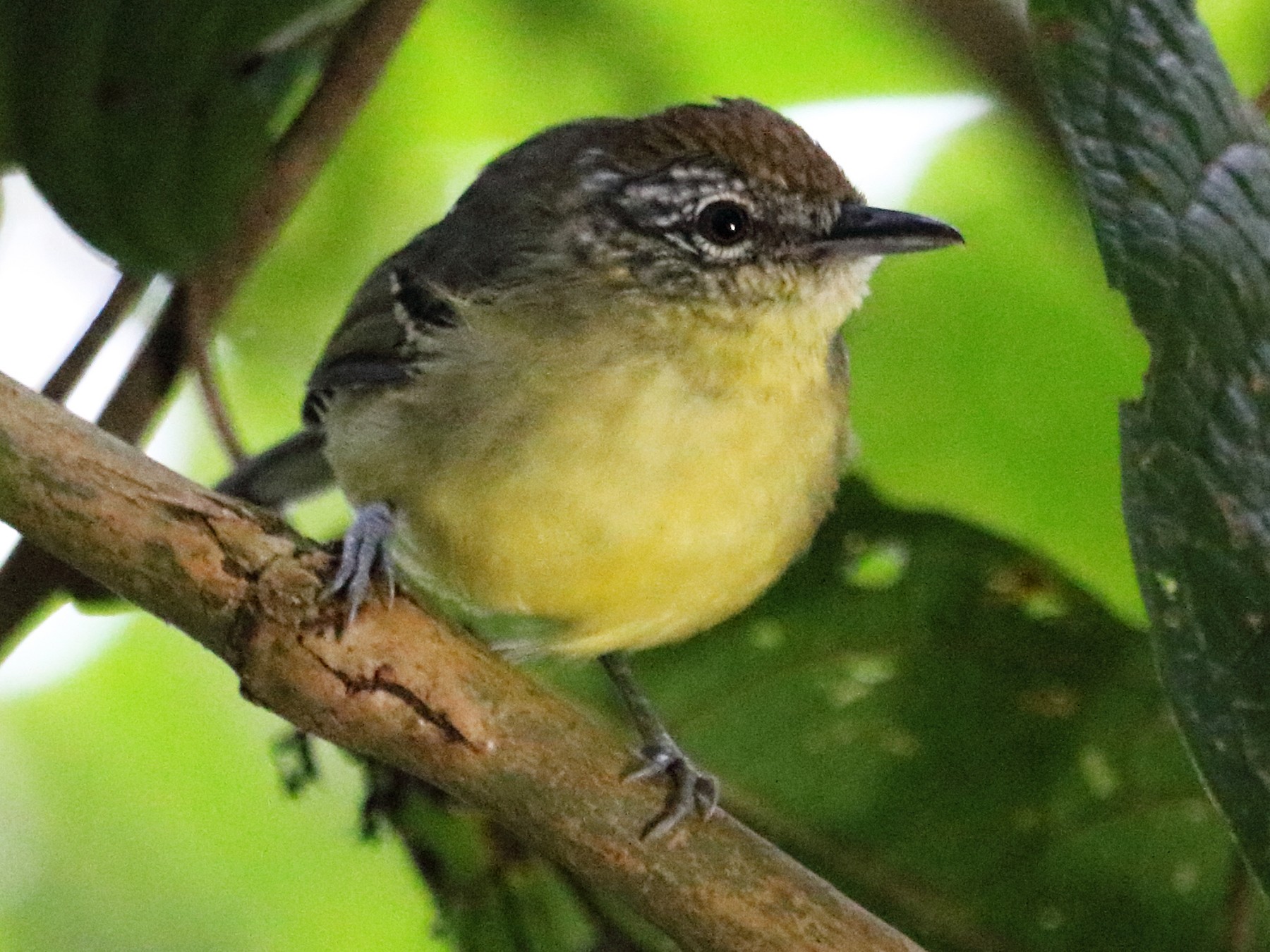 Yellowbreasted Antwren eBird