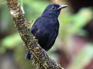  - Stub-tailed Antbird