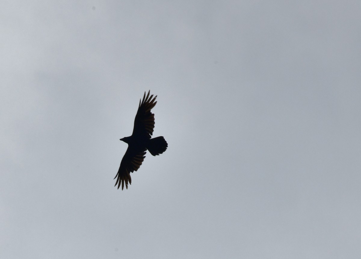 Common Raven - thomas berriman