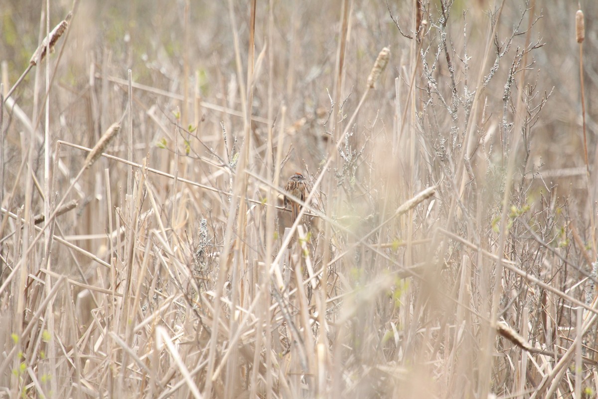 Swamp Sparrow - Matthew Haviland