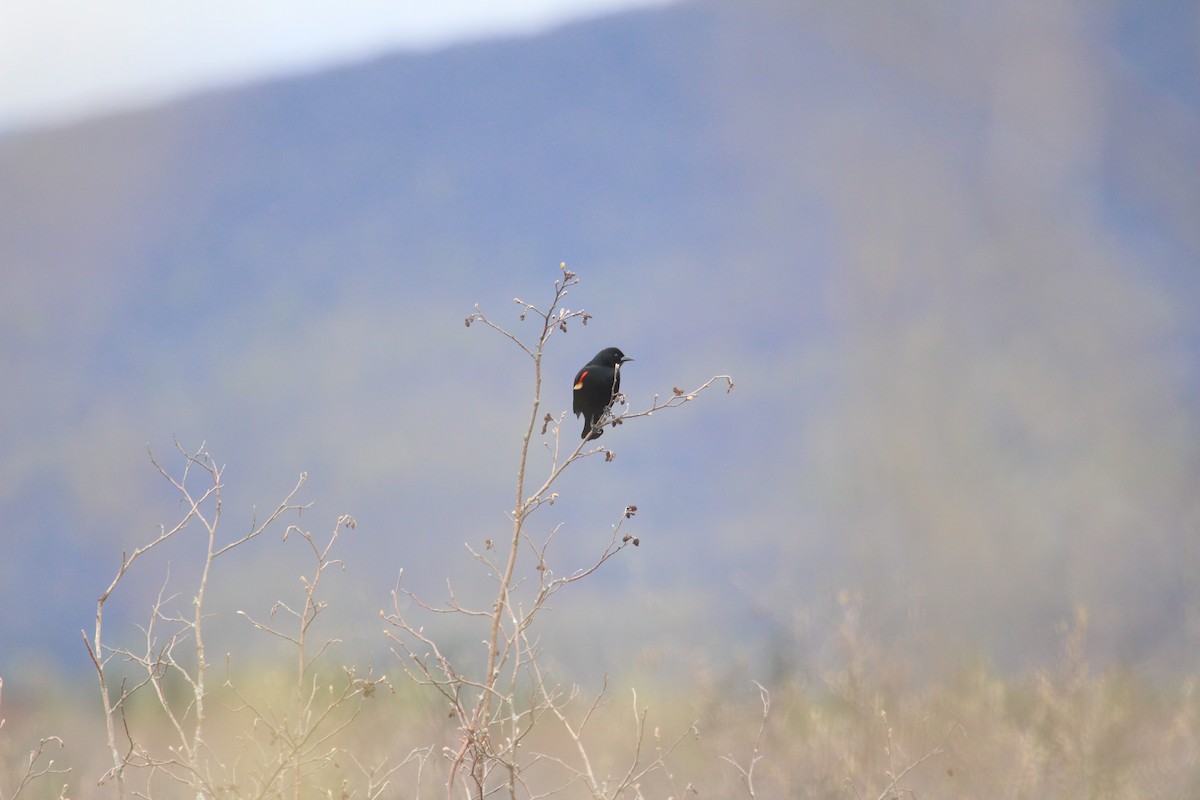 Red-winged Blackbird - ML159811361