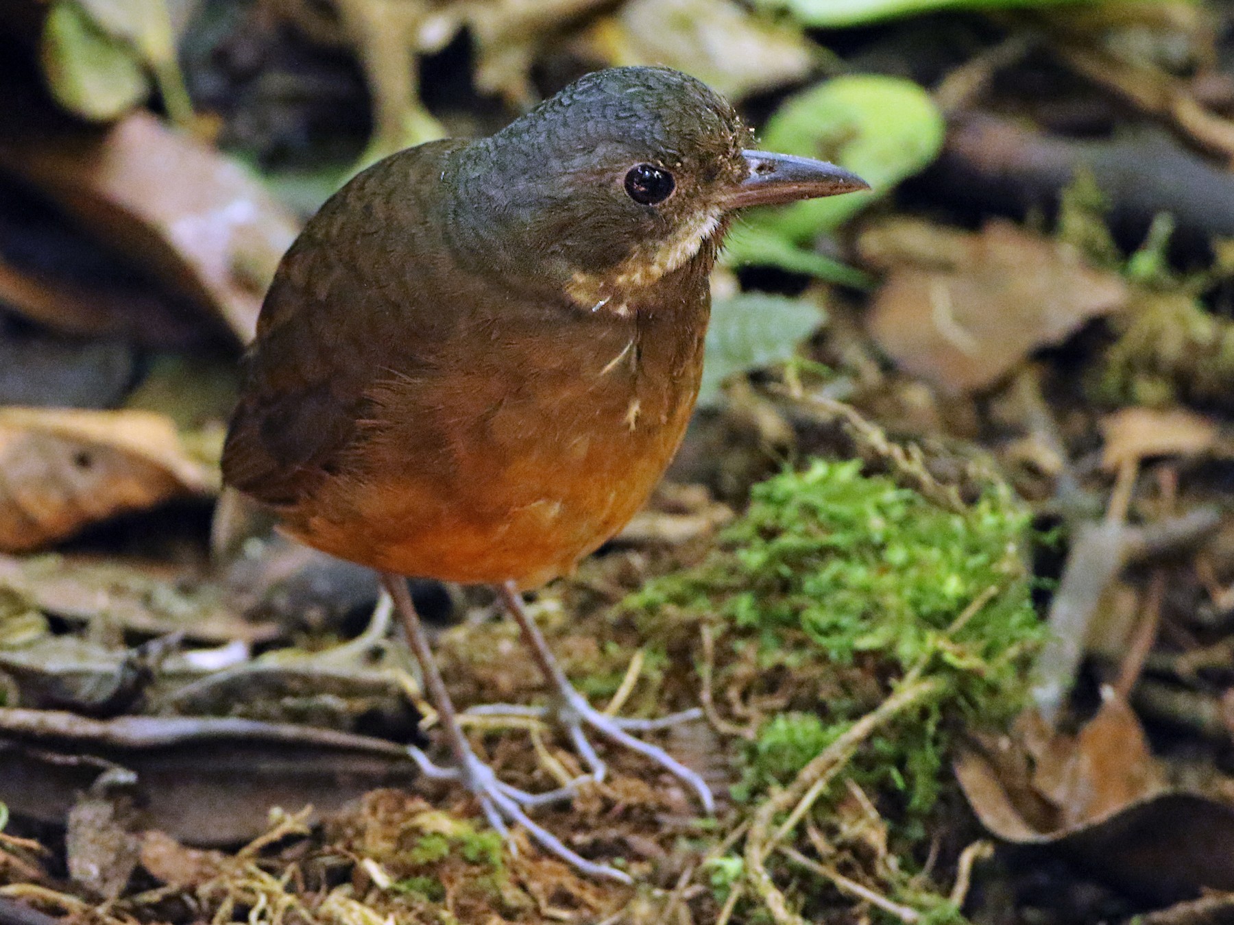 Moustached Antpitta - Anonymous
