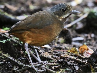  - Moustached Antpitta