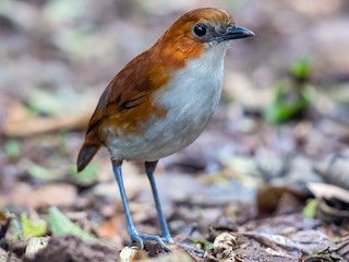  - White-bellied Antpitta