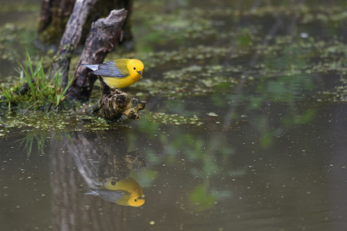 Prothonotary Warbler - ML159813991