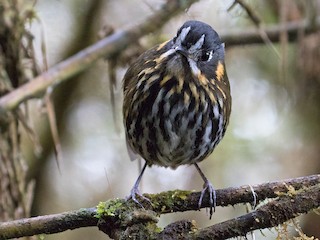  - Crescent-faced Antpitta