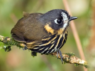  - Crescent-faced Antpitta