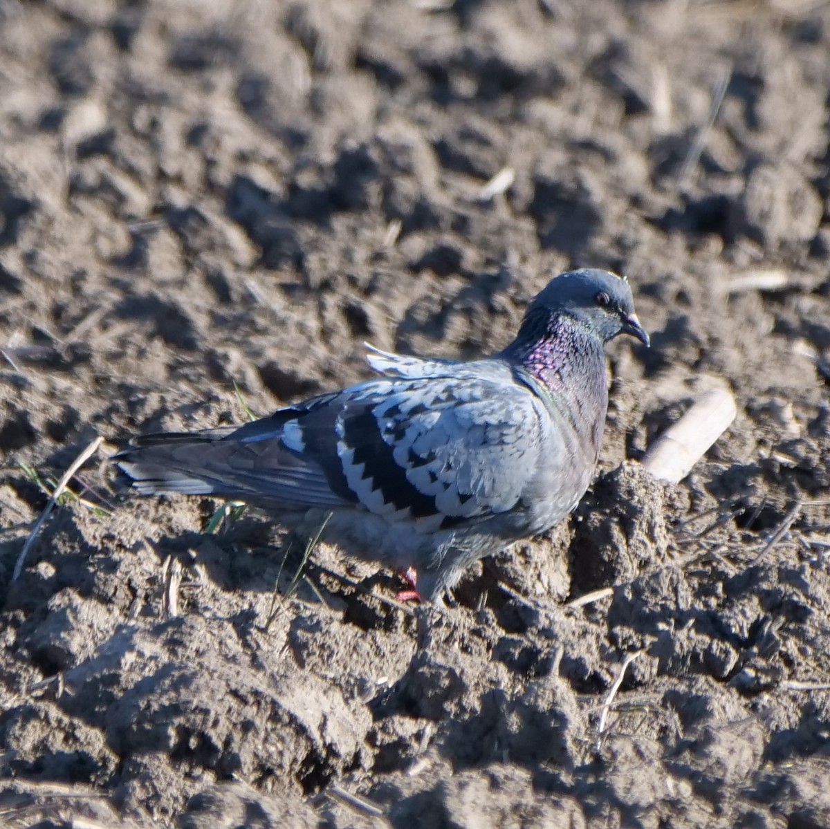 Rock Pigeon (Feral Pigeon) - ML159815051