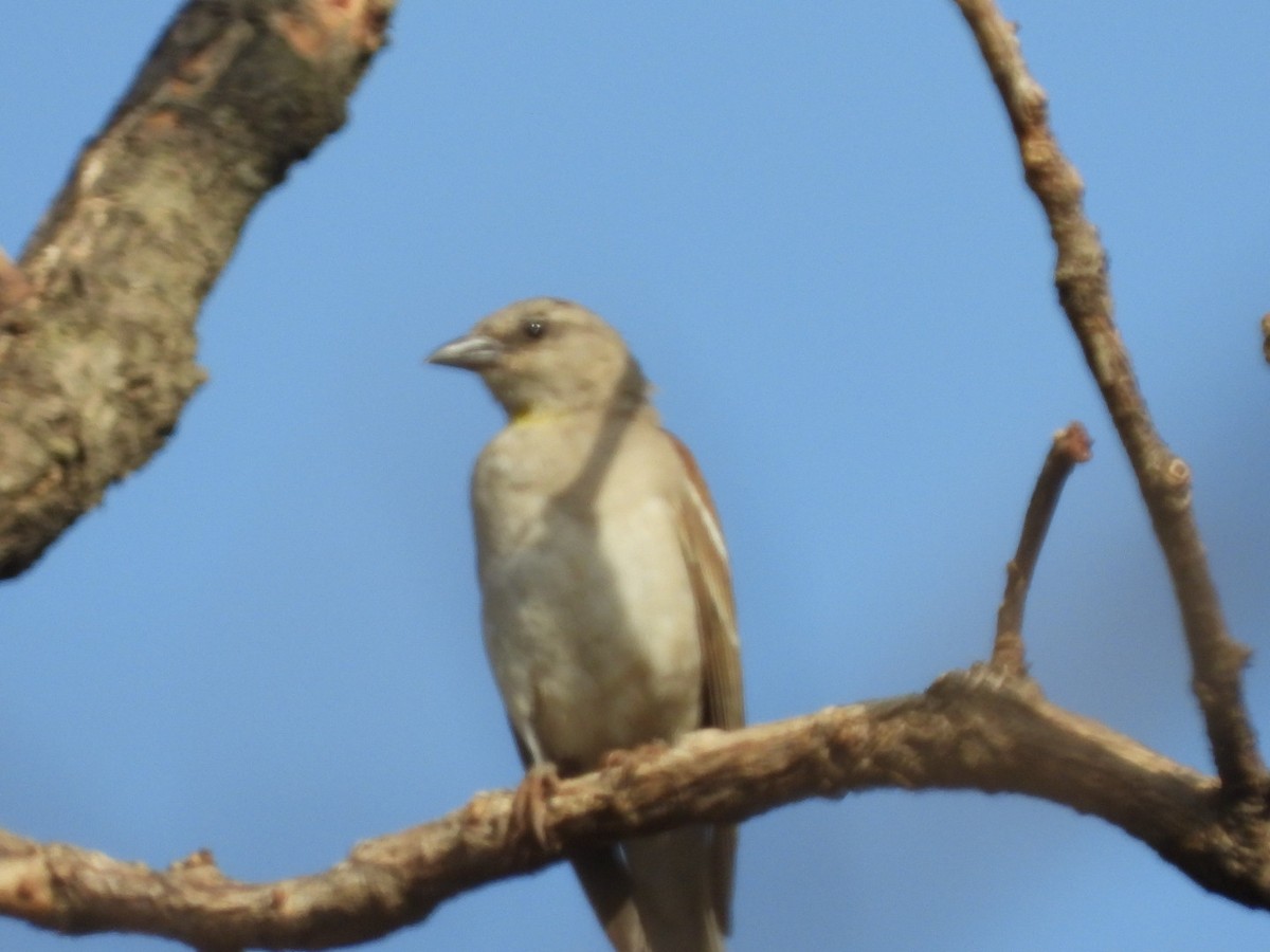 Yellow-throated Sparrow - Lakshmikant Neve