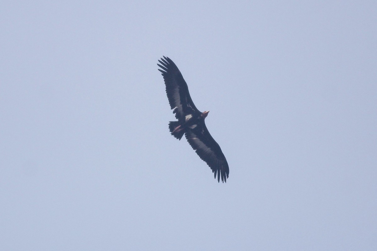Red-headed Vulture - ML159817831