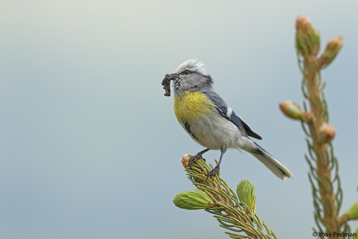 Azure Tit (Yellow-breasted) - ML159820381