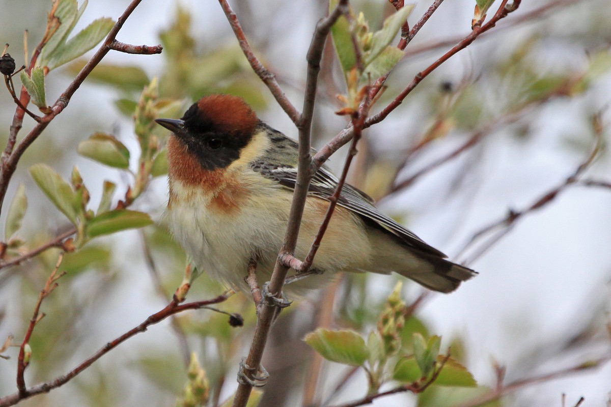 Bay-breasted Warbler - ML159820421