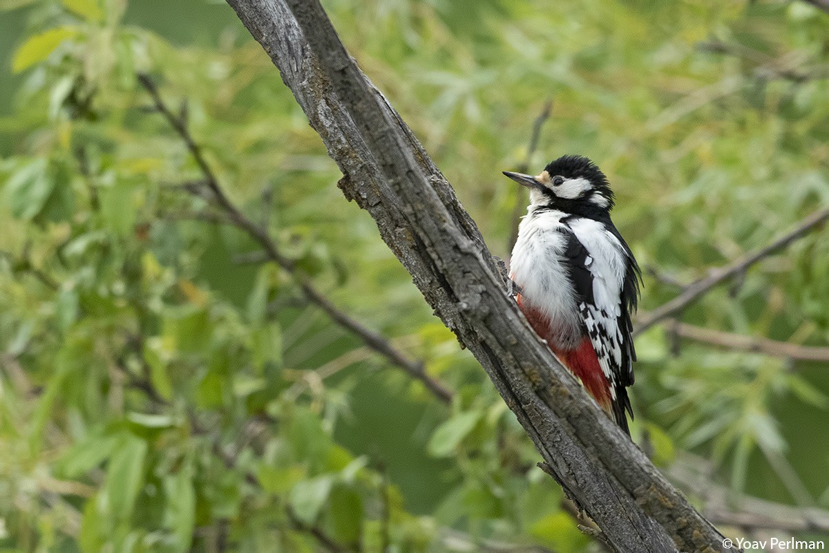 White-winged Woodpecker - Yoav Perlman