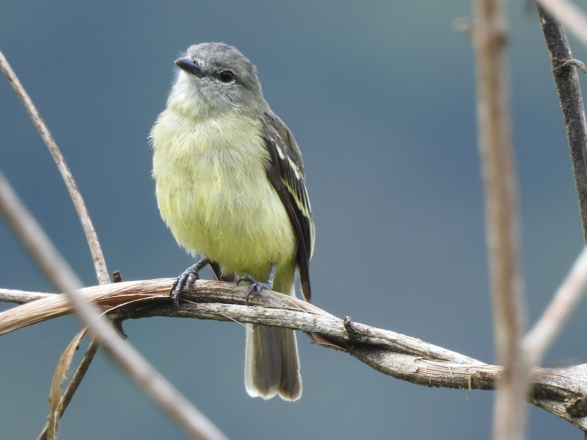 Yellow-crowned Tyrannulet - ML159825201