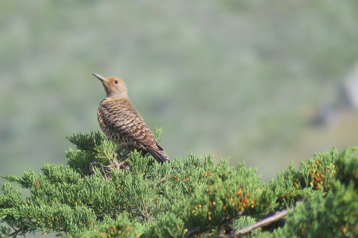 Northern Flicker (Red-shafted) - ML159825781