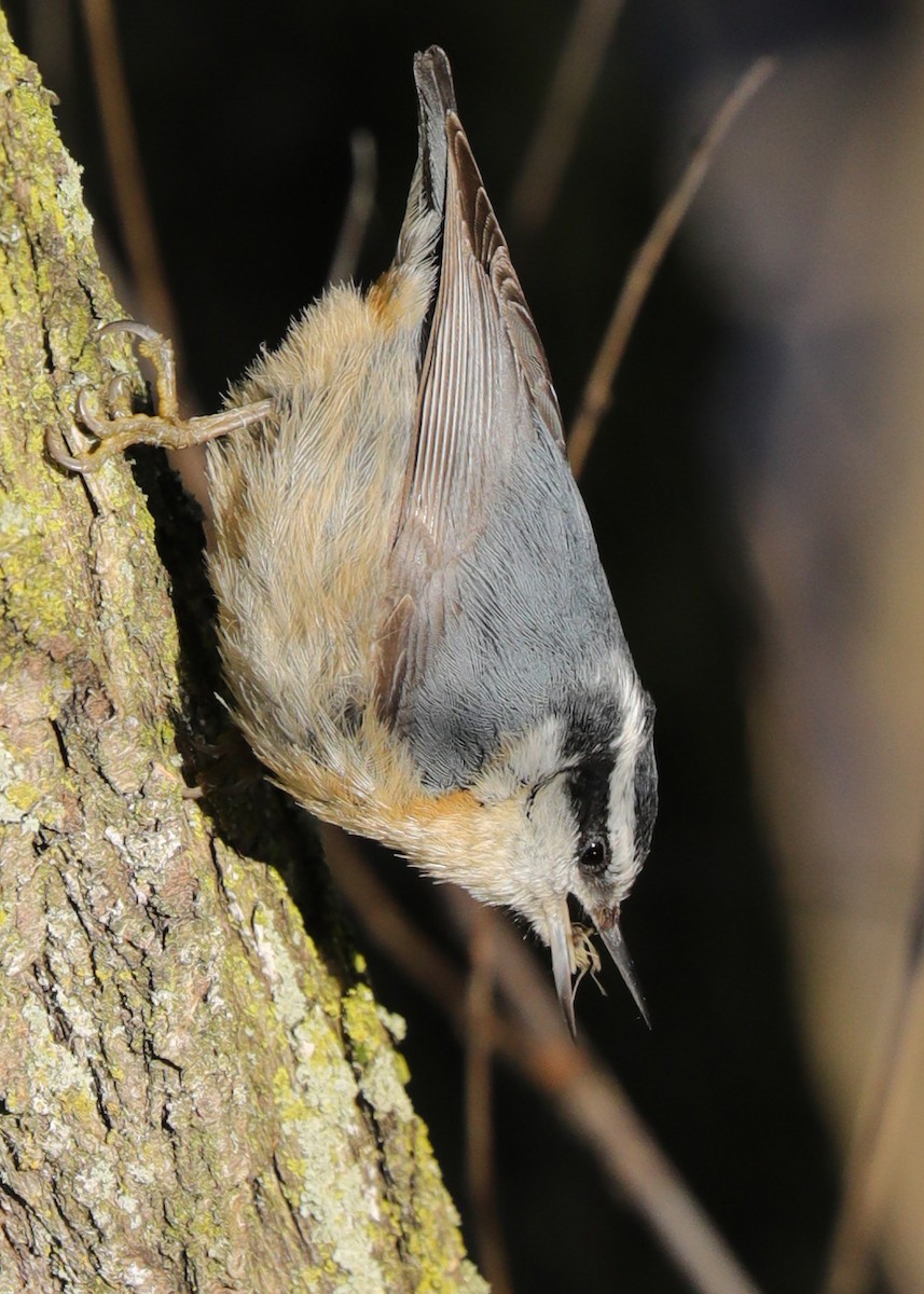 Red-breasted Nuthatch - Nina Hale